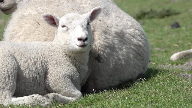 Cute lamb and ewe lying on meadow in springtime