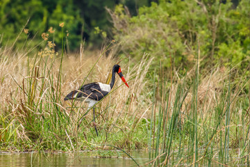 The saddle-billed stork (Ephippiorhynchus senegalensis) a large wading bird in the stork family, Murchison Falls National Park, Uganda.