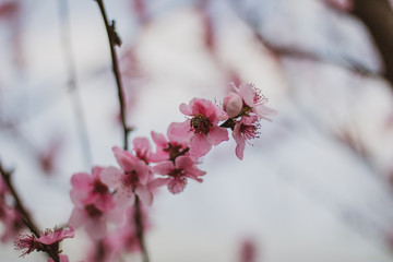 Beautiful blooming peach tree in early spring. Spring background - peach tree buds and flowers, blossomed on a sunny day