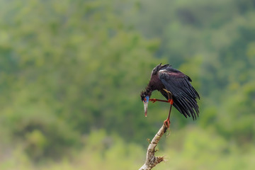 Abdim's stork (Ciconia abdimii), Murchison Falls National Park, Uganda.