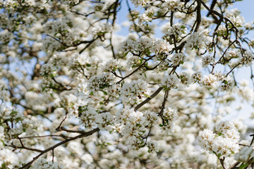 White pear blossom bud fertile, pear tree in spring, sunny day, blue sky