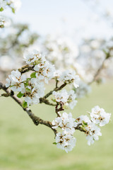 White pear blossom bud fertile, pear tree in spring, sunny day, blue sky