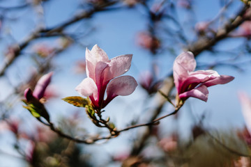 Aiew of beautiful magnolia with blue sky background