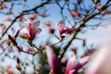 Aiew of beautiful magnolia with blue sky background