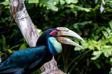 Great hornbill is name of this bird, known as tropical Indian great hornbill bird