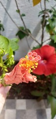 A closeup picture of red and peach color  garden flowers.  Focus on the peach bud that hasn't  opened yet, with cute long stamens and pistil.