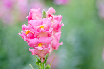 Blurred pink flowers as blurred patterned backgrounds