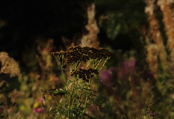Plants and flowers in golden hour