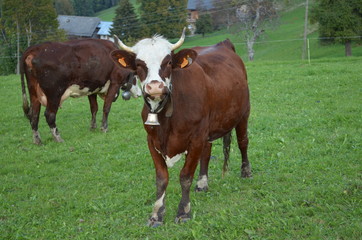 Fototapeta premium vache