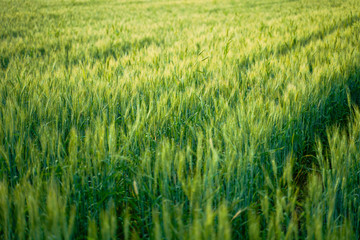 indian agriculture, wheat field india.