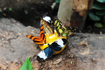 colorful butterflies sipping orange juice