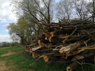 woods-cleaning = trees, bushes, wildplant on RIVERSIDE
