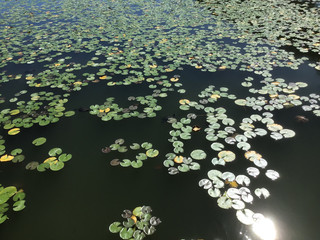 Lotus in the pond of Tennogawa Park