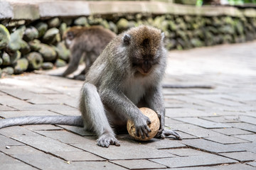 Crab eating macaque monkey, known as " Macaca fascicularis " in Ubud, Bali, Indonesia