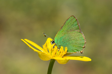 Lycaenidae / Zümrüt / / Callophrys rubi