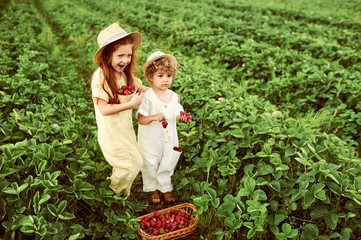 Two cute caucasian kids boy and girl harvesting strawberries in the field and having fun