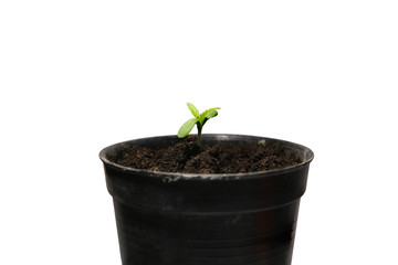 growing of marijuana; on isolated white background with clipping path