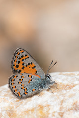 Fototapeta na wymiar Lycaenidae / Anadolu Gelinciği / Anatolian Vernal Copper / Tomares nogelii