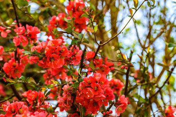 Branch of Japanese quince against blue sky.