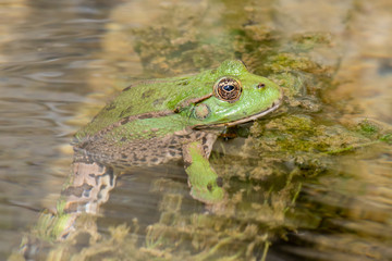 frog