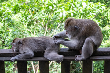 Naklejka na ściany i meble Crab eating macaque monkeys removing nits or cleaning lice from their monkey
