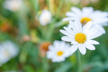 Blurred white flowers are blurred patterned backgrounds