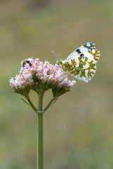 Turuncu Süslü » Anthocharis cardamines »