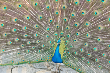 Obraz premium pavo real