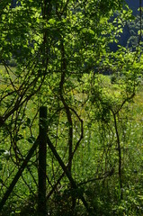 Obraz premium NAture