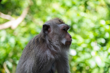 Crab eating macaque monkey, known as 