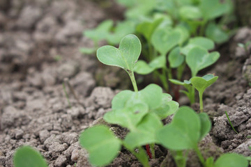young green plant