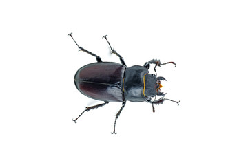Female stag beetle isolated on white background