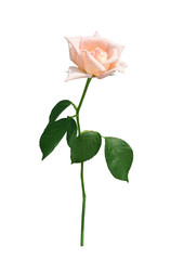 old rose pastel flower blooming single on white background clipping path