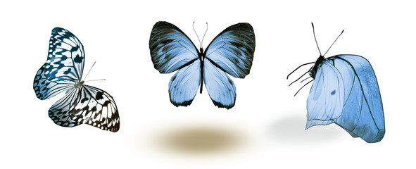 Obraz na płótnie Canvas Color butterflies , isolated on white background