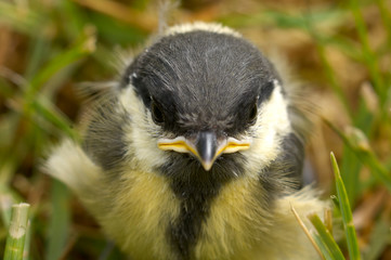 Kleine Kohlmeise