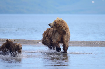 Ruling the landscape, brown bears of Kamchatka (Ursus arctos beringianus)