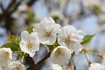 한국 경기도 시흥시 옥구공원 입니다