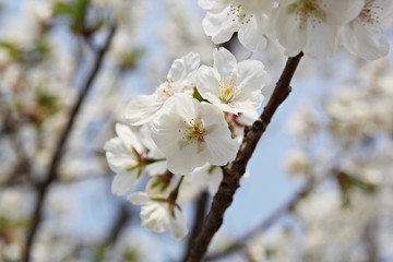 한국 경기도 시흥시 옥구공원 입니다