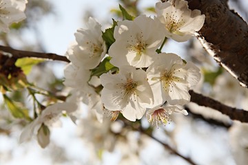 한국 경기도 시흥시 옥구공원 입니다