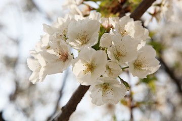 한국 경기도 시흥시 옥구공원 입니다