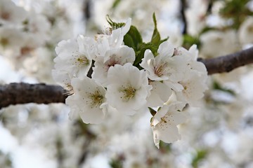 한국 경기도 시흥시 옥구공원 입니다