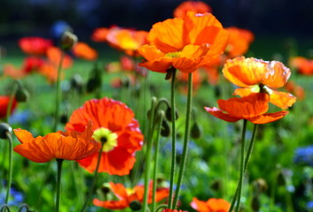 Mohn und Vergissmeinnicht auf einer Wiese