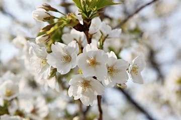 한국 경기도 시흥시 옥구공원 입니다