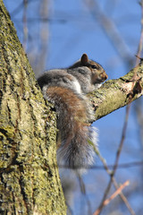 Obraz premium Squirrel