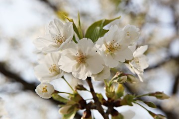 한국 경기도 시흥시 옥구공원 입니다