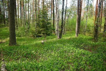 spring forest landscape seasonal / green background trees in the forest, fresh spring sunny landscape in nature, eco concept