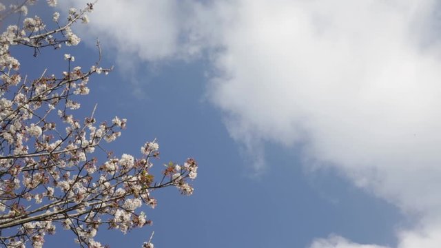 Cherry blossom and spring blue sky