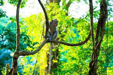 Ubud Monkey Forest - Bali - Indonesia