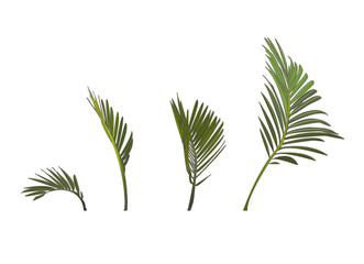 collection of palm leaf isolated on a white background: digital art