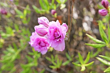 한국 경기도 시흥시 옥구공원 입니다